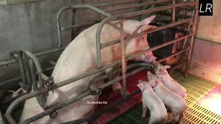 बङ्गुर पालन बच्चा उत्पादन गर्ने स्थान || Bangur Farm Palan || Pig Farm Korea