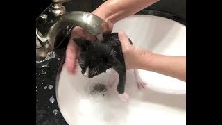 5 Rescue Kittens Get Flea Bath