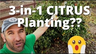 Is it Possible to Plant MULTIPLE CITRUS together?!? | Multi-planting 3 Mandarins in a Single Hole