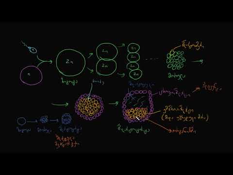 ემბრიონული ღეროვანი უჯრედები