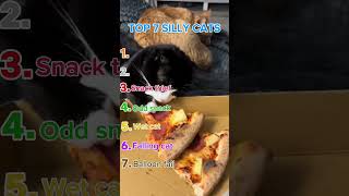 The last one will shock you😱 #bestmoments #cat #cutecats