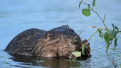 Beavers helping save Scottish Villages & Towns From Flooding