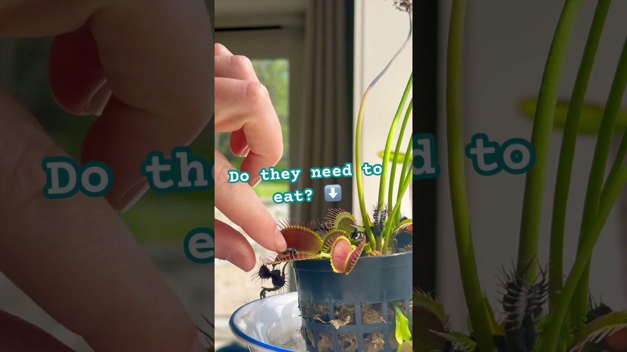 Do you need to feed them!?