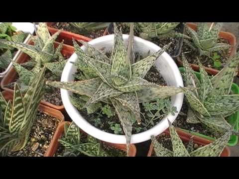 ვიდეო: შემოდგომის აყვავებული მცენარეები