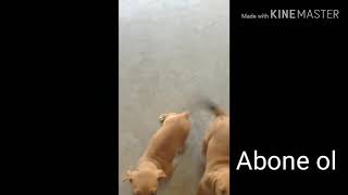 Sevimli Hayvanlar Yavru Köpek Video 2019