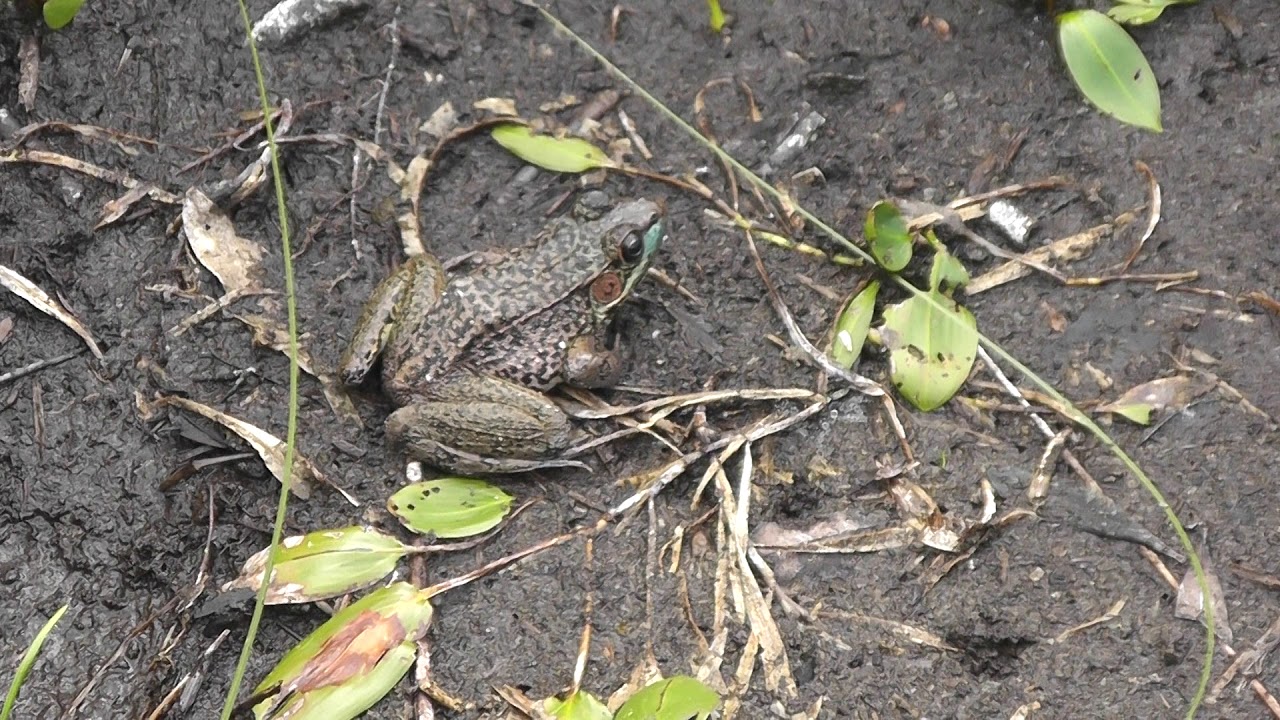 Green Frog 2 (Rana Clamitans)