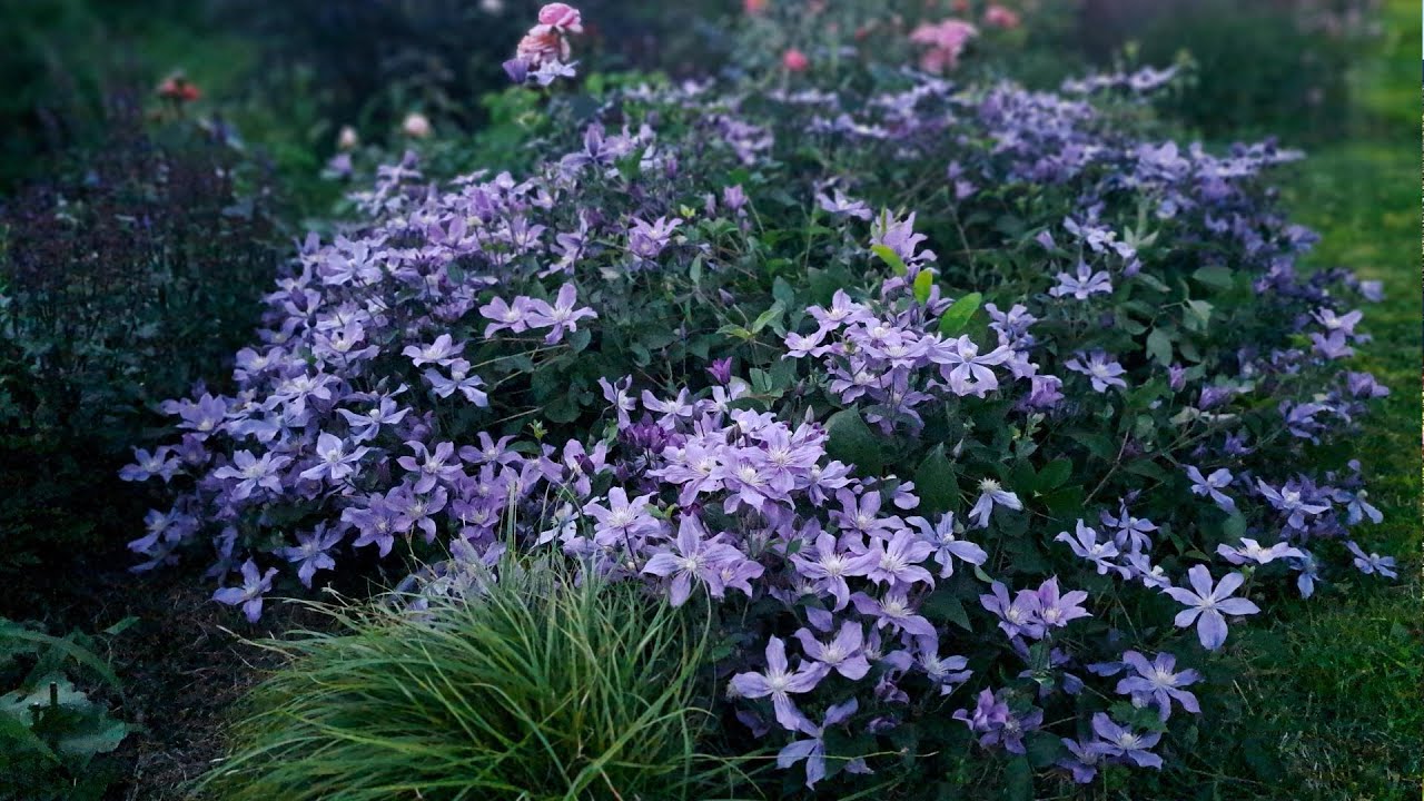 Клематисы и розы! Сад во всей красе...