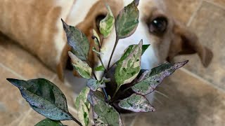 Pepper review, what varieties am I not growing next year?