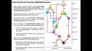 Light/Dark Mechanism of the Suprachiasmatic Nucleus