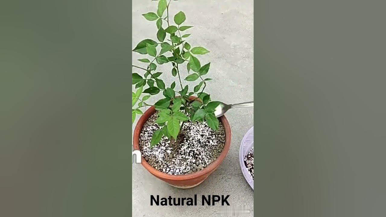 How to make organic NPK fertilizer at homeBest homemade fertilizer for