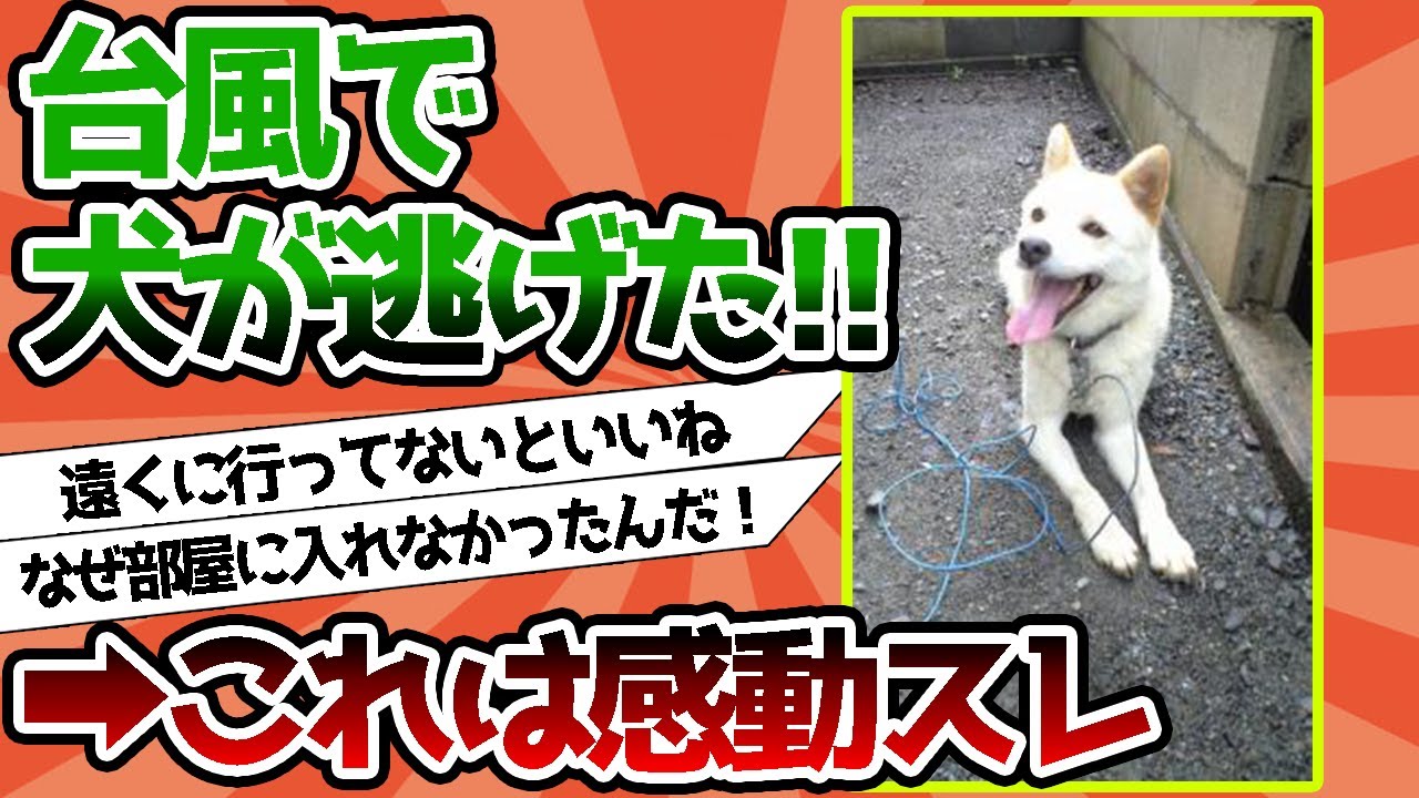 【2ch動物スレ】台風で犬が逃げた←これは感動スレwwwwww