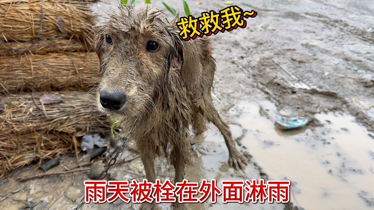 暴雨中哀求的金毛，骨瘦如柴浑身泥巴，幼小的的身躯让人心疼