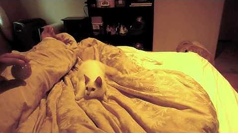 Jimi the Ragdoll kitten playing fetch