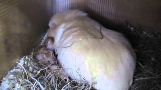 Parturation in guinea pig / Роды у морской свинки. Либерти родила четырех малышей Parturation in guinea pig / Роды у морской свинки. Либерти родила четырех малышей