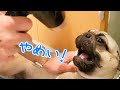 【親父パグ】おっさんの顔になった犬...お風呂が苦手すぎてワンコ大戦争!