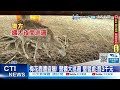 【每日必看】墾丁盜獵梅花鹿&quot;剁頭棄屍&quot; 居民發傳單求救 20240502