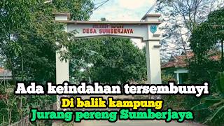 Vlog pedesaan & persawahan julang pereng sumber jaya