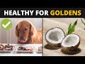 10 Human Foods that are Actually Good for Golden Retrievers