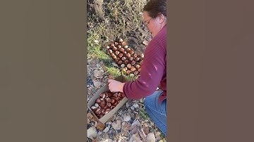 The Secret to Planting Tulips Like a Flower Farmer