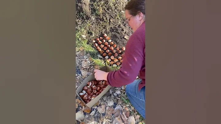 The Secret to Planting Tulips Like a Flower Farmer