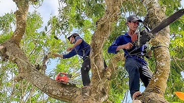 Cưa cây xà cừ siêu nhánh Nghiêng vào nhà .Cưa  cây  kỷ thuật cao 