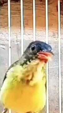 cocok buat pancingan burung korlap paud