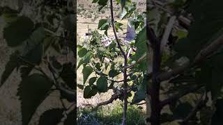 Çelikten Elde Ettigim Ekşi Karadut Fidanları Nigra