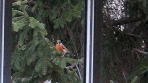 Dumb Bird Returns!  Continues to Fly Into Window!