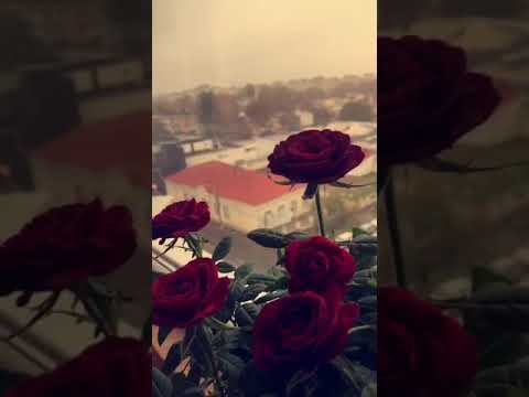 تصحي فيا أنا الاحساس عمرو دياب ستوري واتس