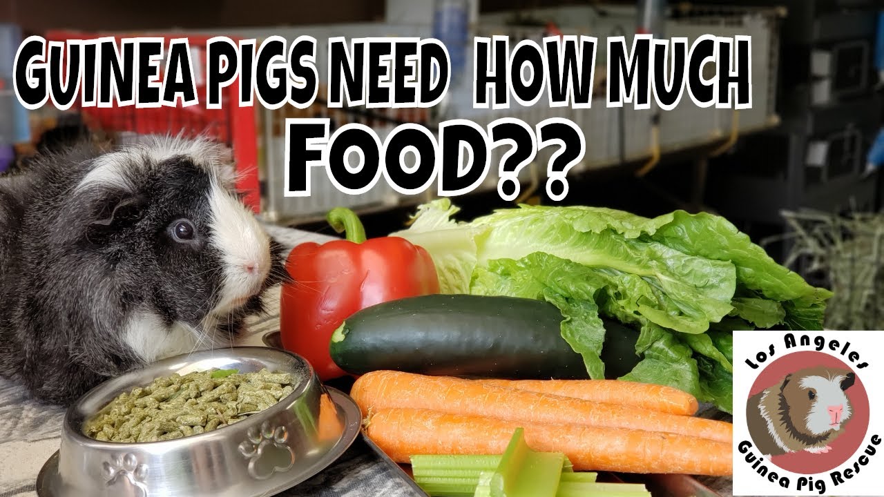 how much food do you give a guinea pig