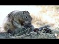 ardillas carnivoras en california - carnivore squirrels