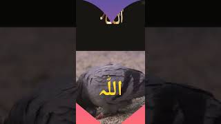 حسبی ربی جل اللہ لا الہ الا اللہ islamic islamstatus makkah muslim shortsviral shorts