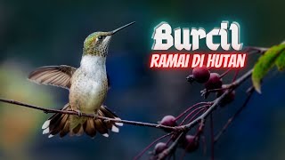 Suara Burung Kecil Ramai di Hutan - Untuk Pikat, Masteran & Relaksasi