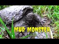 Searching For Wild Snapping Turtles | Aquachigger