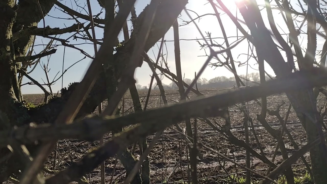 Watch Meditation music 432hz: The light through the hedge on YouTube Watch Meditation music 432hz: The light through the hedge on YouTube