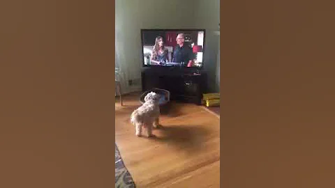 Poochie the Attack Dog