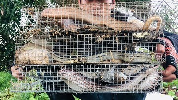Tập59#thăm bẫy rắn hạ những con rắn cụ sau cơn mưa lớn@tamnguyen64vinhlong
