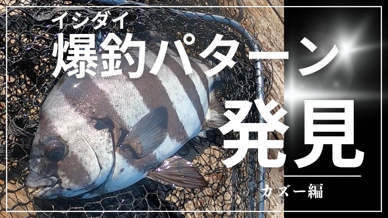 【海上釣堀】 イシダイ爆釣パターン発見⁈ 辨屋 釣り堀 伊勢志摩つりとも研究所 イセケン iseken