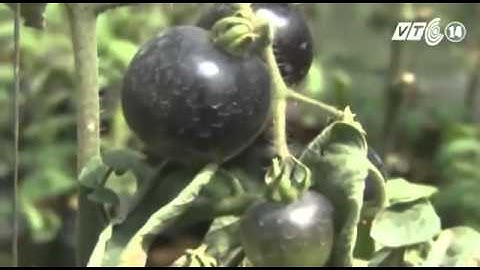 Cà Chua Màu Tím Giá Đắt Vẫn Hút Khách