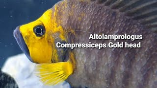 Altolamprologus Compressiceps Gold head