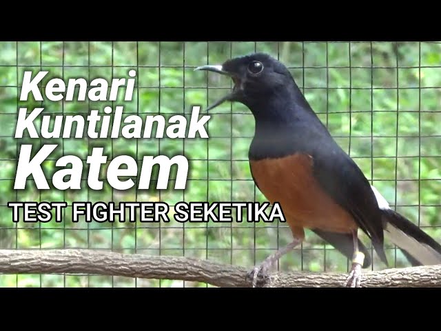 MURAIBATU AGRESIF FIGHTER GACOR | BIKIN MURAIBATU MANAPUN EMOSI DAN BONGKAR ISIAN class=