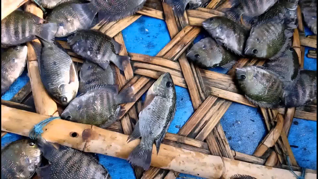 River fishing at cauvery river tamilnadu india Youtube YouTube