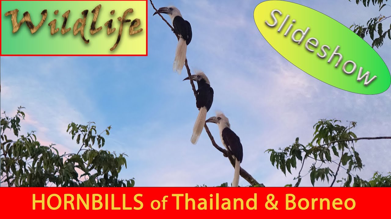 HORNBILLS of THAILAND & BORNEO
