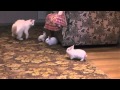игра кроликов с кошкой
