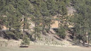 BALD EAGLE SOARING HIGH IN THE ROCKY MOUNTAINS 1 2