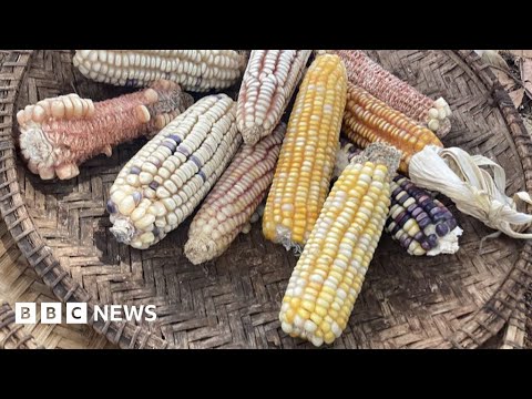 Why Kenya is turning to genetically modified crops – BBC News