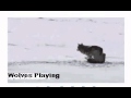 Wolves playing