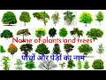 पौधों और पेड़ों का नाम || Name of plants and trees || Trees name || Easy english learning process