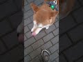 #shiba #girl from #japan #polite and very #beautiful