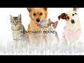 Homeward Bound Catkins Animal Rescue 5-22-26